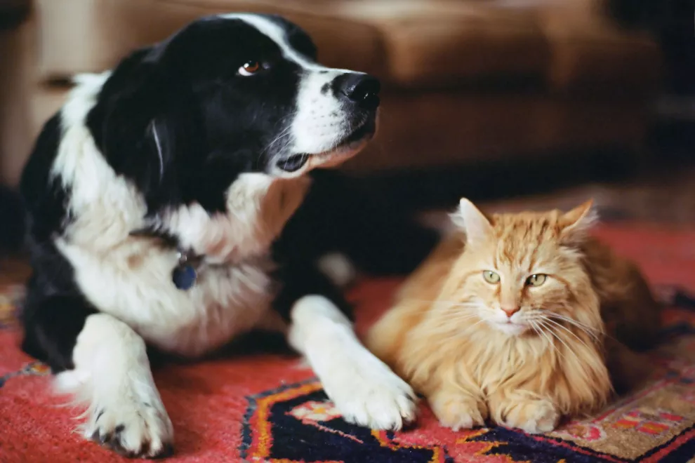 ¿Perro o gato? ¿A cuál considera el mejor amigo del hombre la Inteligencia Artificial?